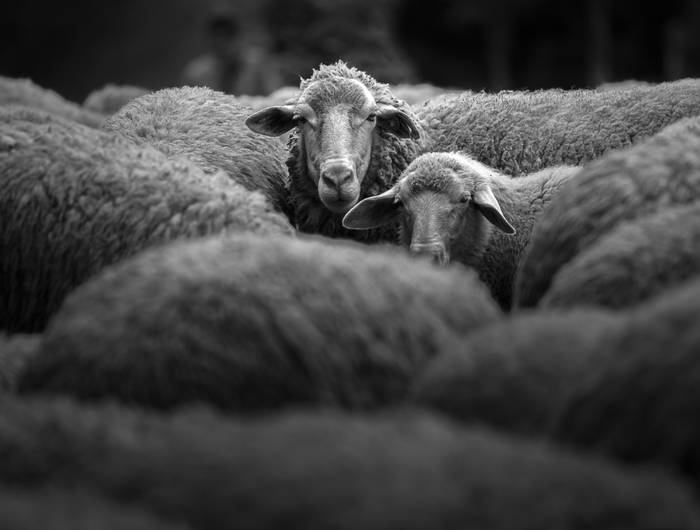 <h1>Unverwechselbar wie die Rhöner Landschaften – Gin von Black Sheep</h1>